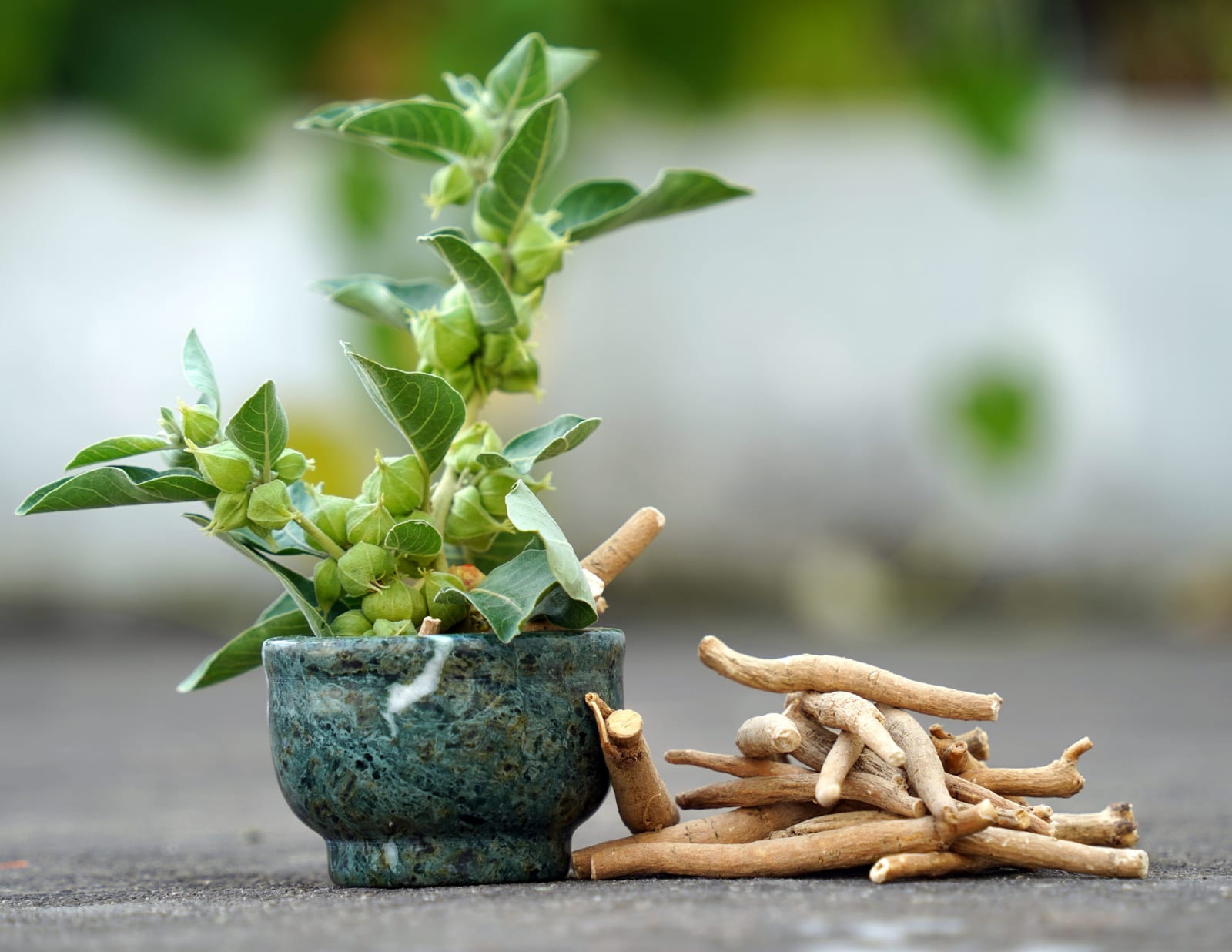 Ashwagandha Withania somnifera root