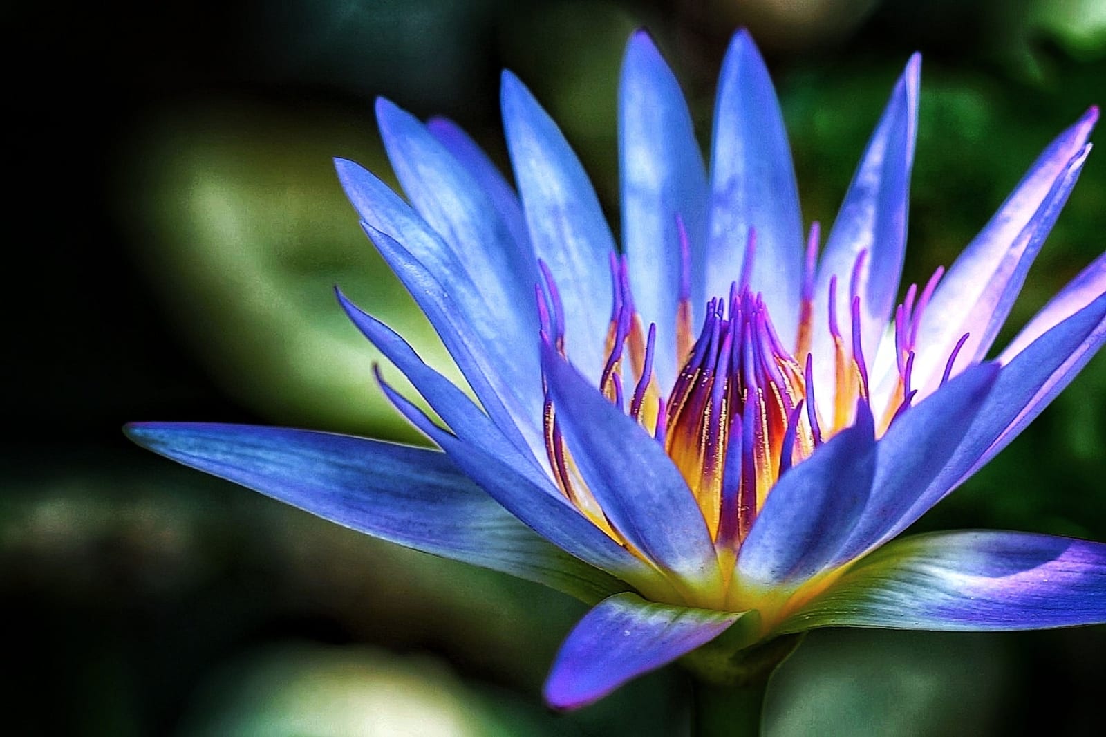 Blue lotus Egyptian sacred flower