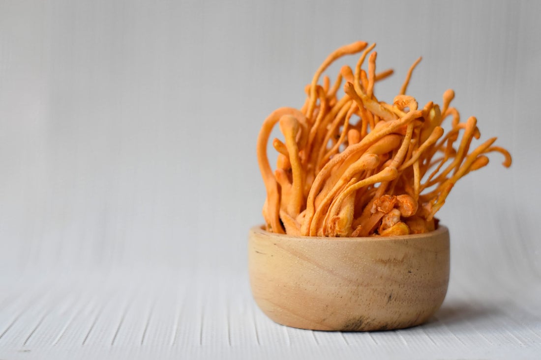 Cordyceps orange fungi in forest