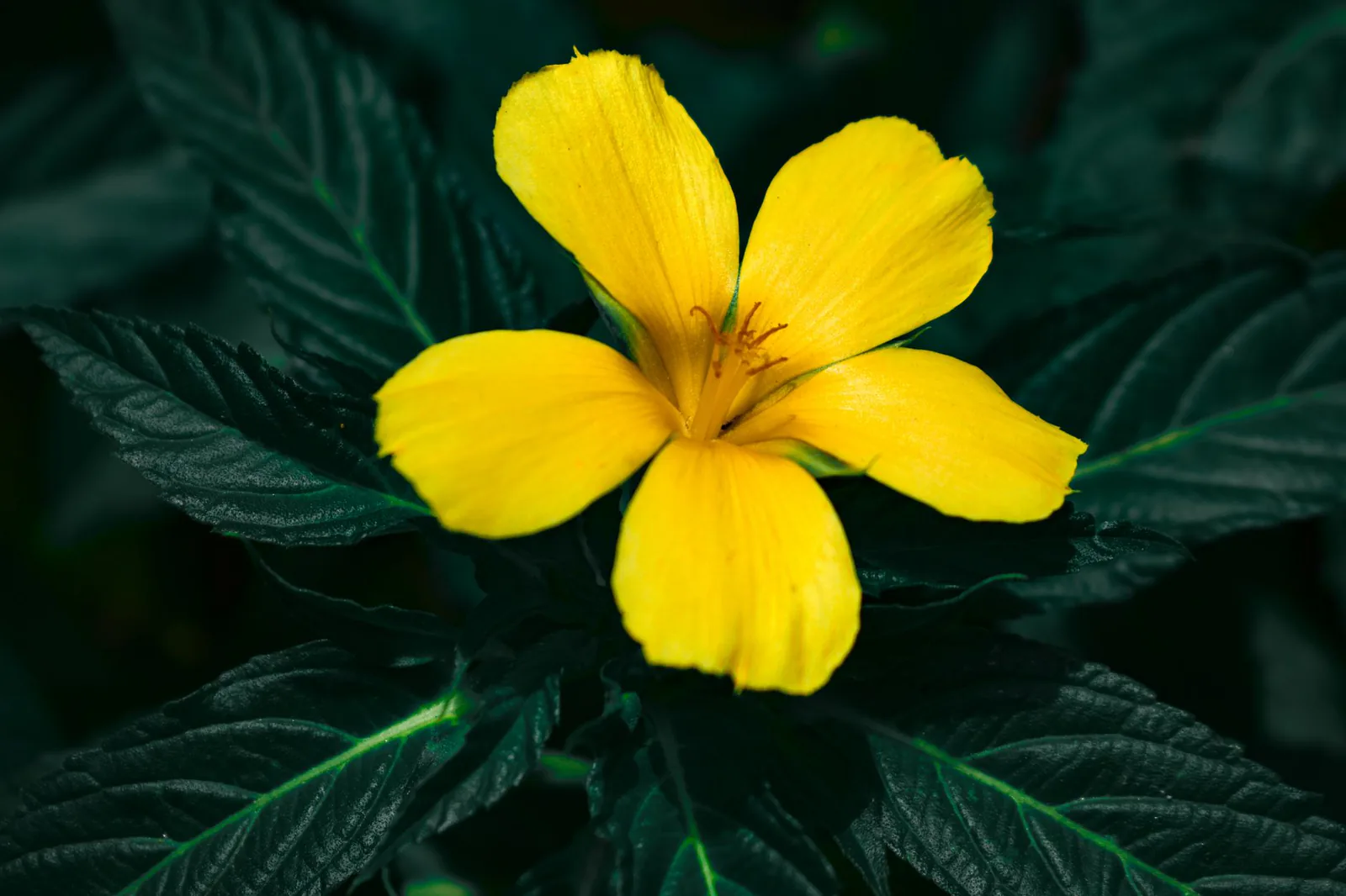 Damiana Turnera diffusa yellow flower