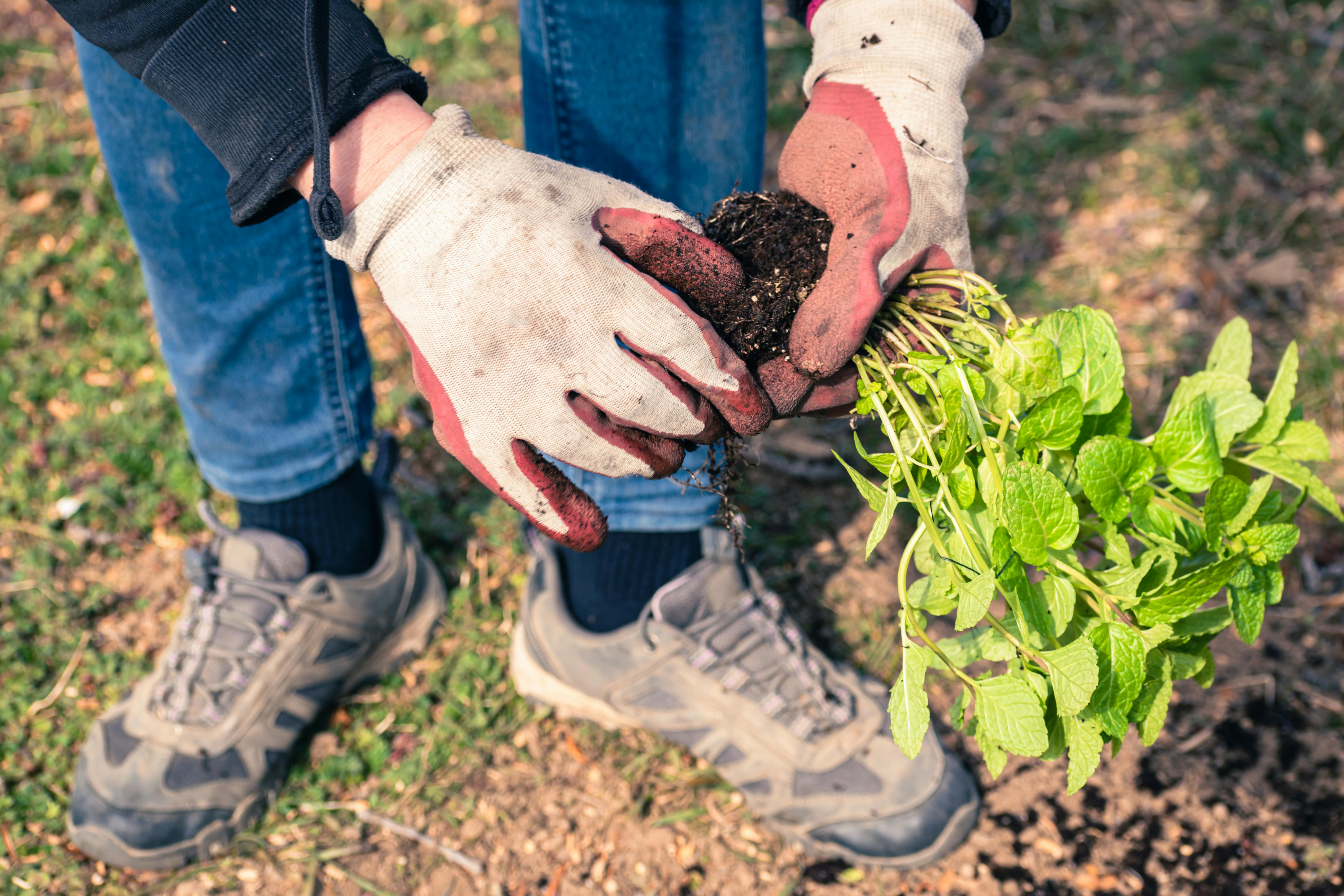 Hands planting herbs in rich soil