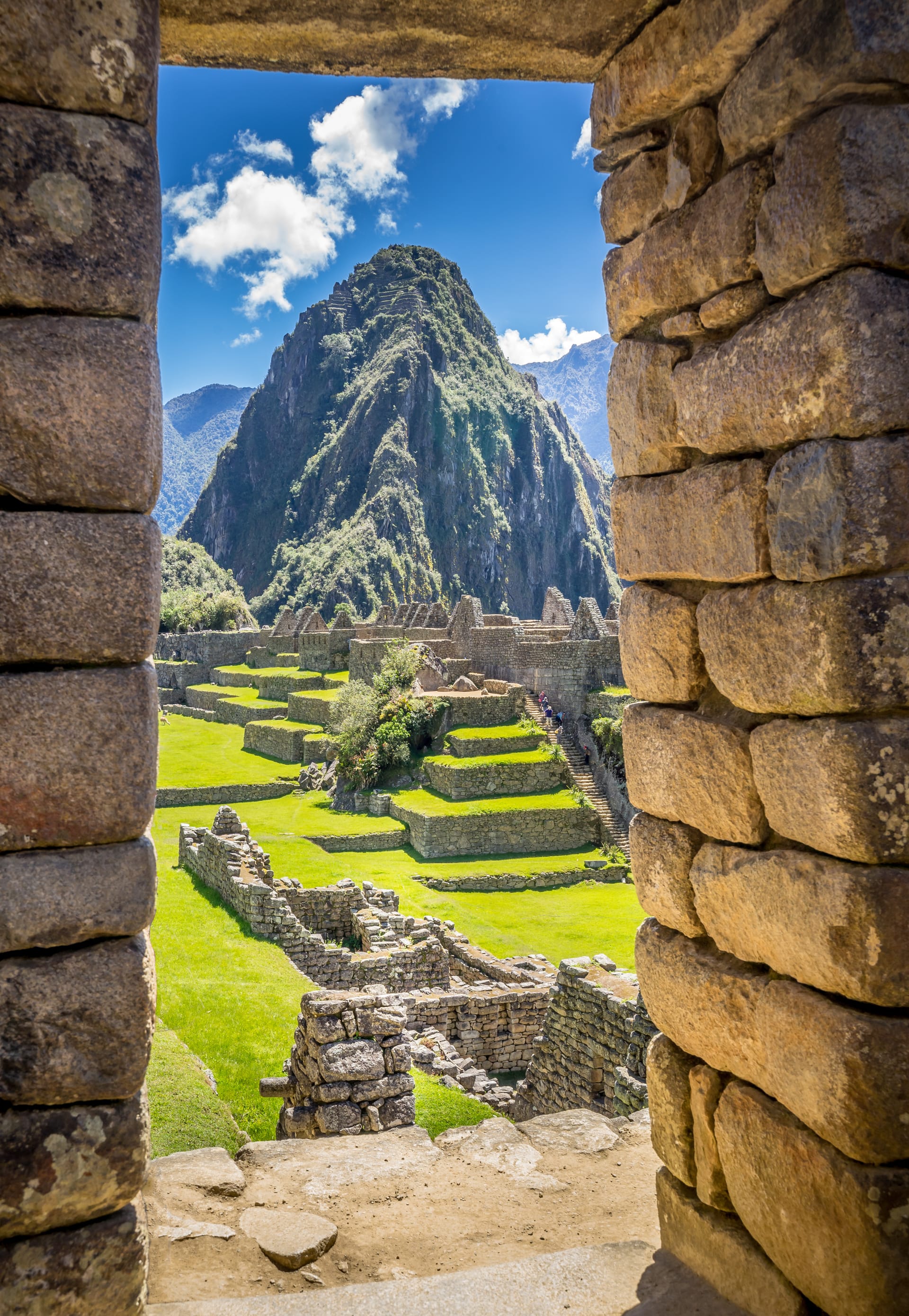 WHY TARWI IS THE WORLD'S SUPERIOR PLANT PROTEIN