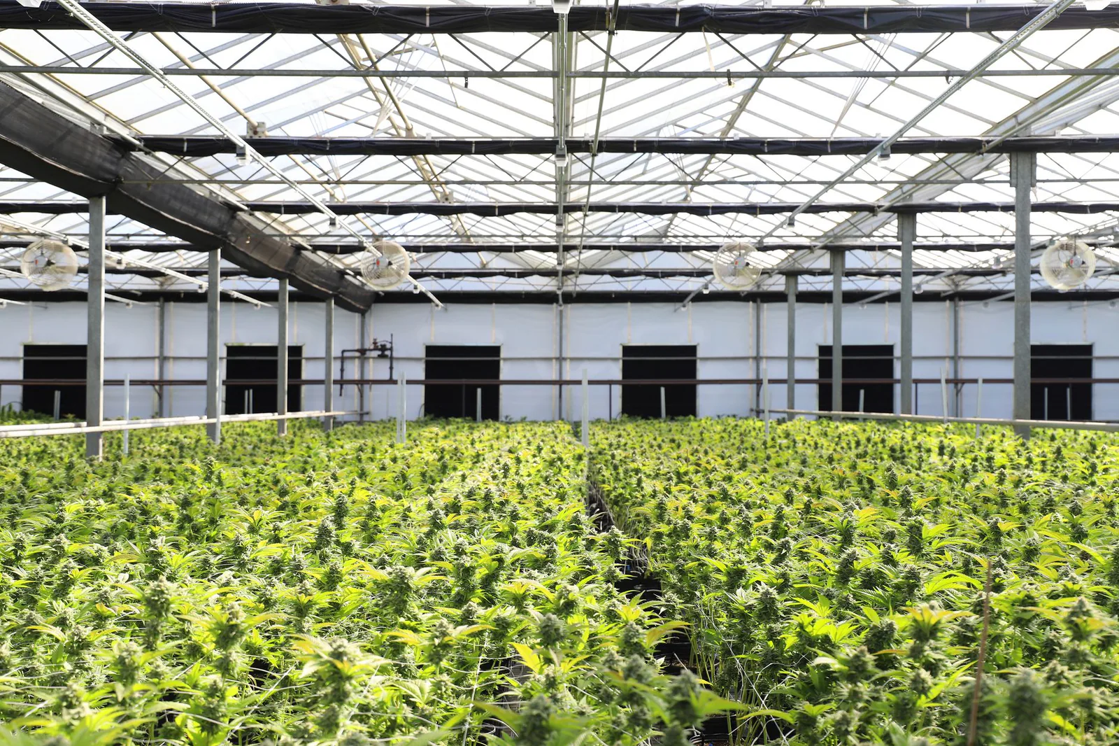 Cannabis plants thriving in a greenhouse