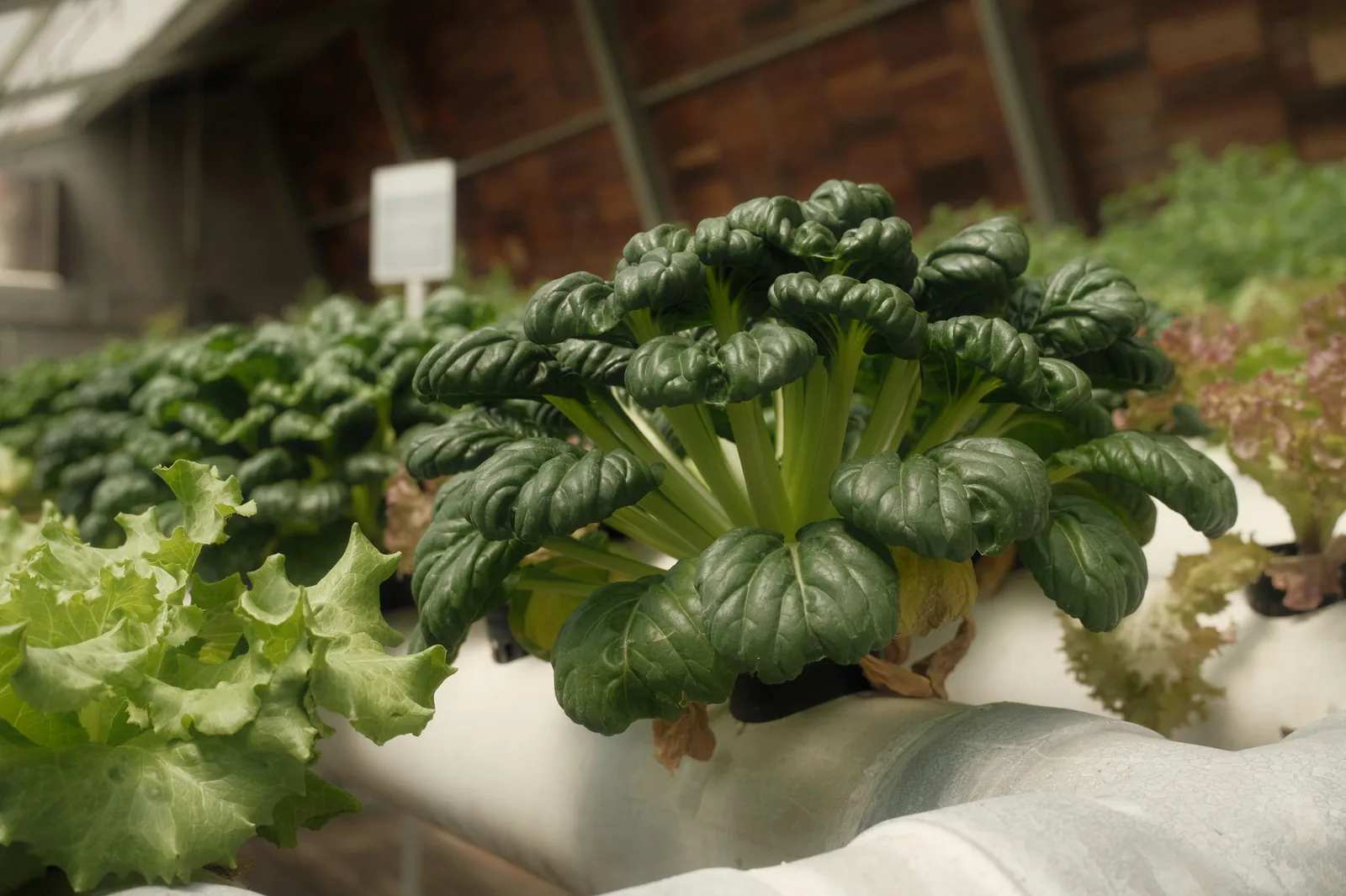 Hydroponic vegetable crops growing in an indoor system
