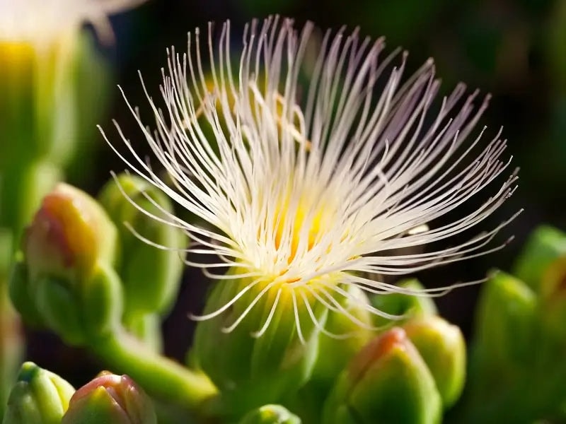Kanna Sceletium tortuosum succulent flowers