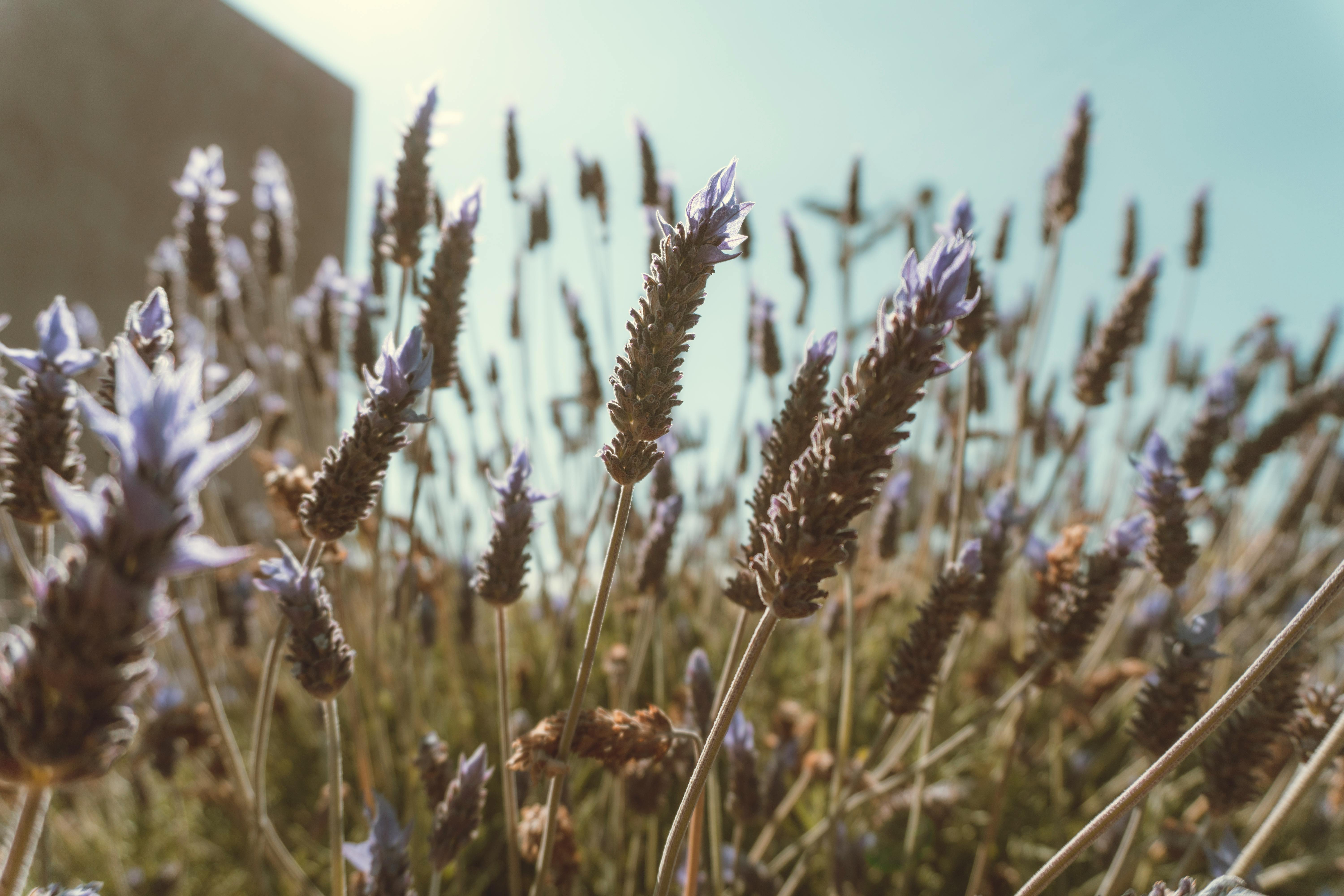 Vast lavender field bathed in golden sunlight