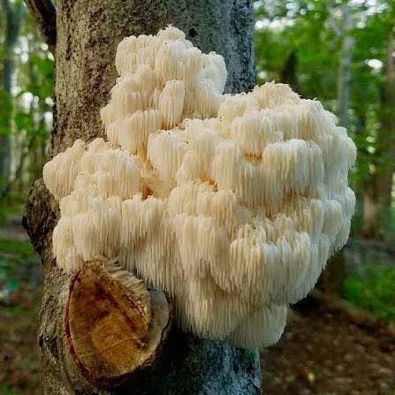 Lion's mane mushroom Hericium erinaceus