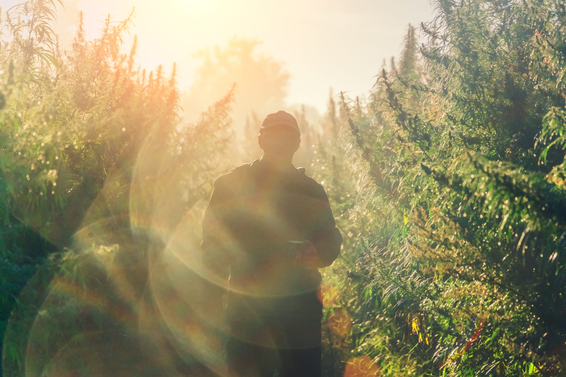 person walking nature field sunrise