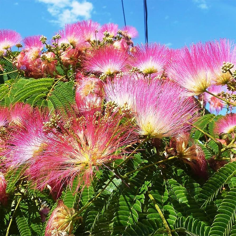 Mimosa flower Albizia julibrissin pink blossom