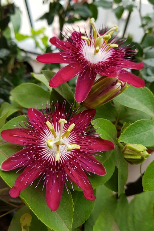 Passionflower Passiflora incarnata purple bloom
