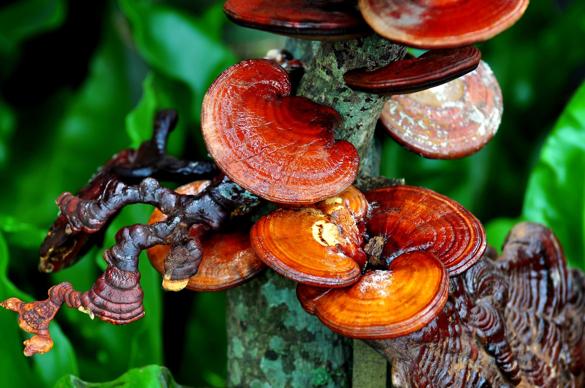 Fantastic Fungi
