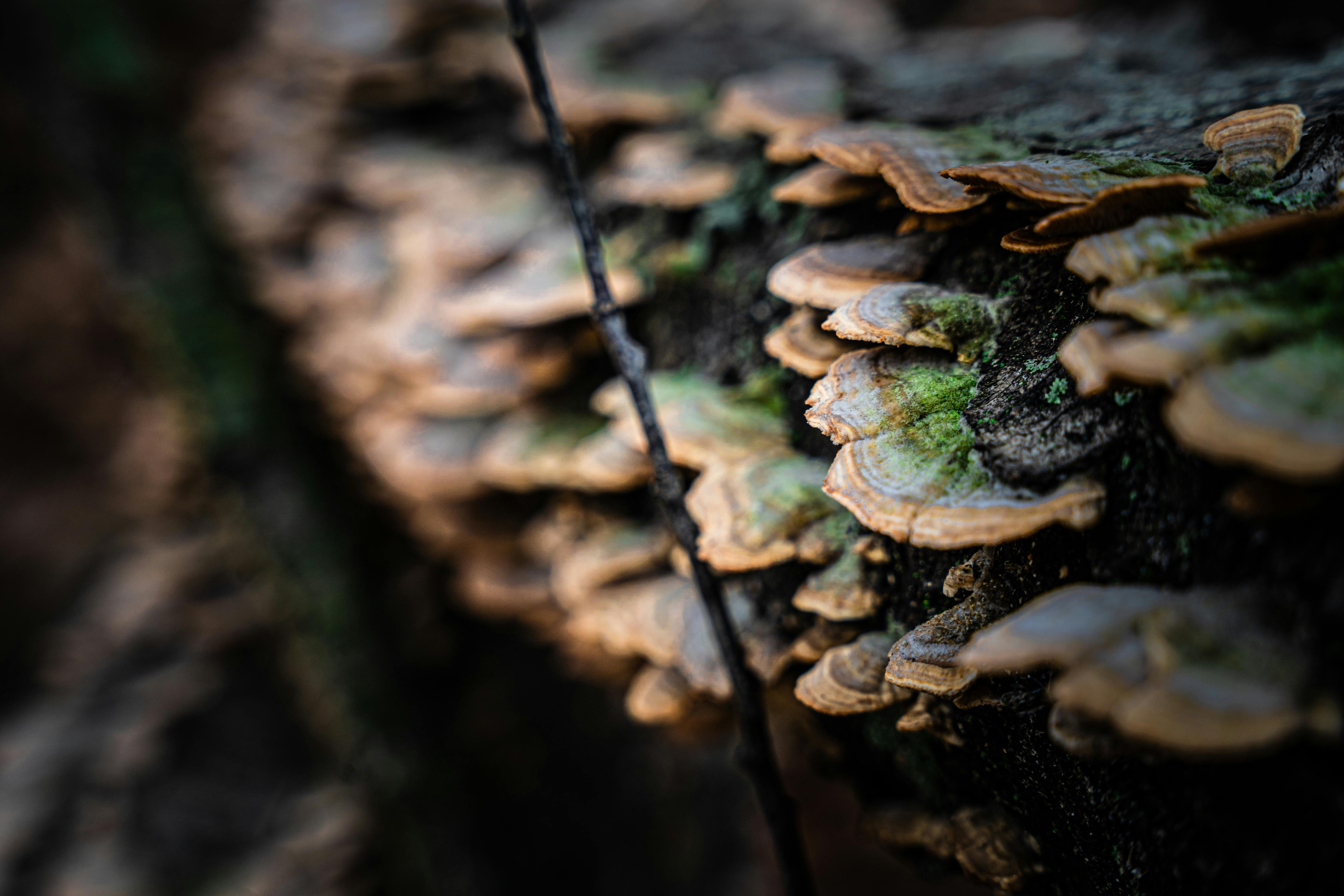 Reishi mushroom growing in its natural habitat