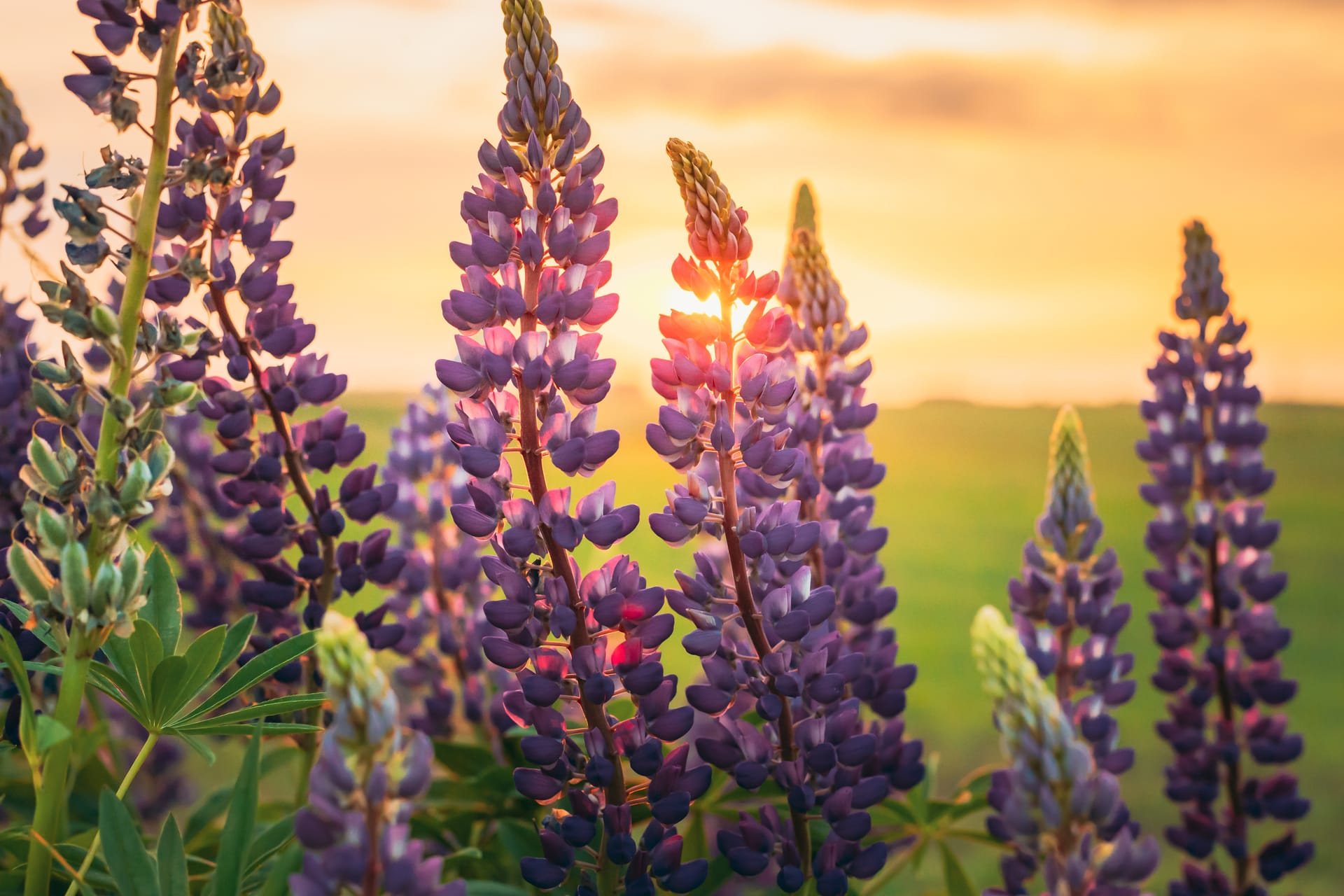 Tarwi lupine flowers blooming