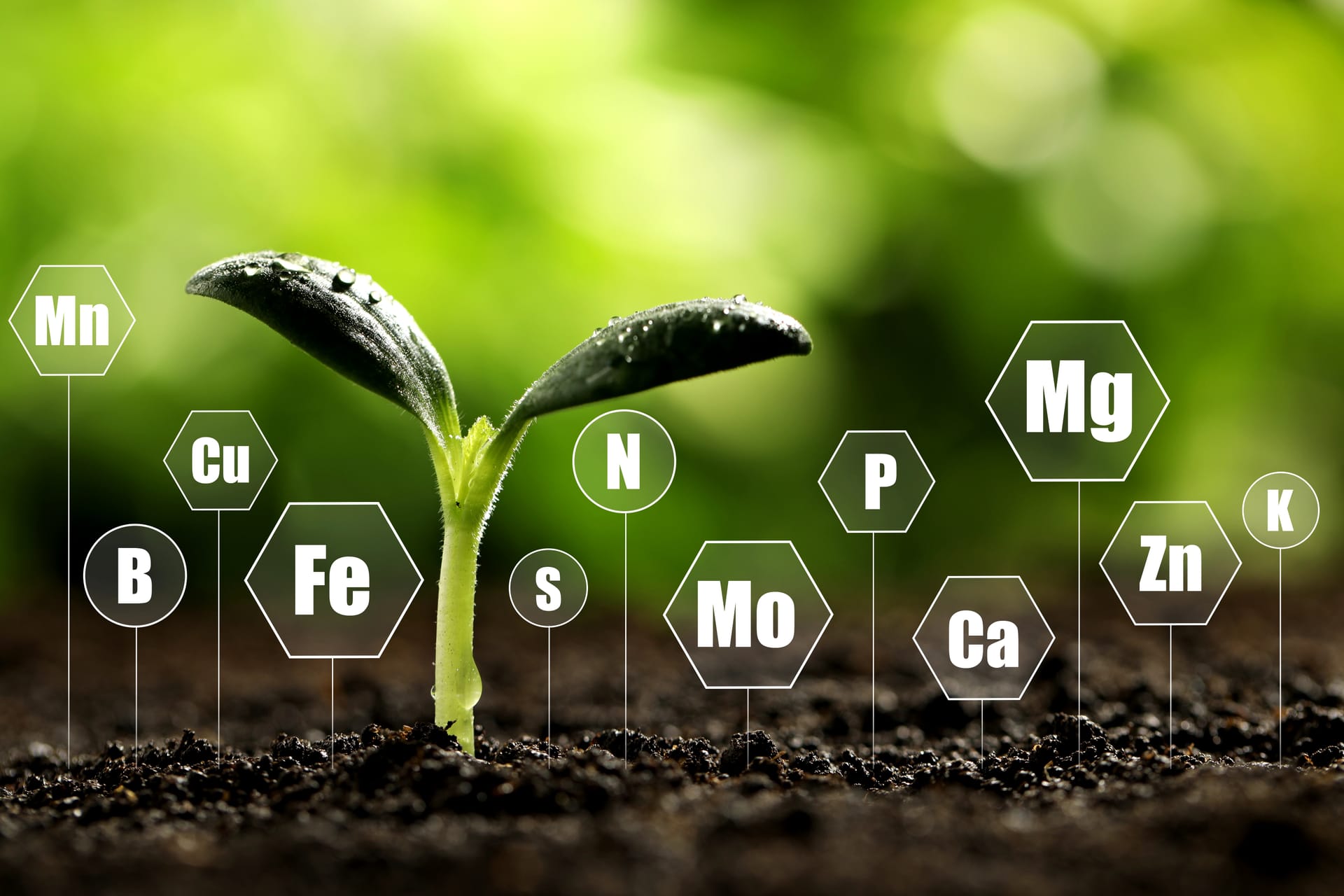 Essential minerals and vitamins